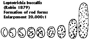 Formation of Bacterial Rods
